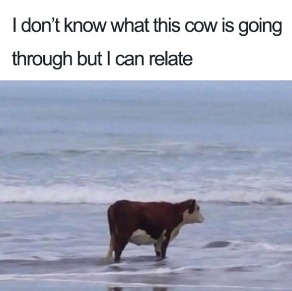 Meet your Posher, Mara - Picture 1 of 1